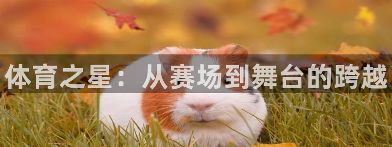 3377体育有风险吗：体育之星：从赛场到舞台的跨越