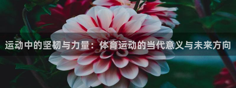 3377体育犯法吗：运动中的坚韧与力